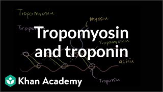 How tropomyosin and troponin regulate muscle contraction  NCLEXRN  Khan Academy [upl. by Nylteak]