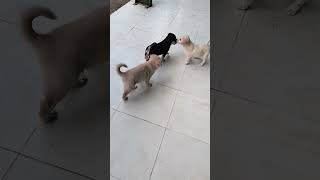 SAVE ANIMALS Dogs animalsvideo [upl. by Naujid]