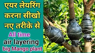 आम के पेड़ में एयर लेयरिंग कैसे करें aam pe gutti kalam kaie kare  how to air layering mango tree [upl. by Sieber574]