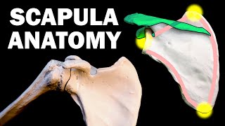 SCAPULA ANATOMY [upl. by Coad]