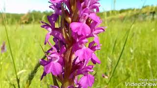 Orquídeas terrestres en la naturaleza Género Dactylorhiza [upl. by Rehtnug]