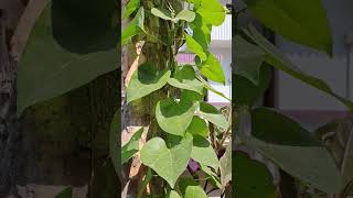 Giloy PlantTinospora cordifoliashorts youtubeshorts youtubeshortsvideo sundayvlog [upl. by Tessi]