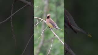 Cedar Waxwing bird [upl. by Eusadnilem]