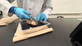 Frog Dissection Grade 10 Science class 2NC2D1 uncut version [upl. by Lerner415]