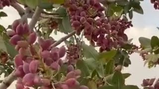 പിസ്തയുടെ മരം ഇങ്ങനാണോ  കായ പൂ പോലെ  Leabanese Pistachio  Pistacho Tree abudhabi [upl. by Franzen]