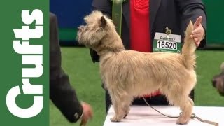 Group Judging Terrier and Presentation  Crufts 2012 [upl. by Okwu592]