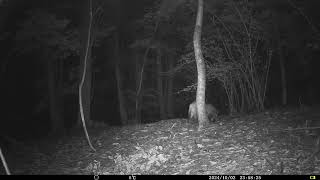 Wild Boar at Woodland Clearing in Chestnut Forest  Alps Conifer and Mixed Forests [upl. by Soule306]