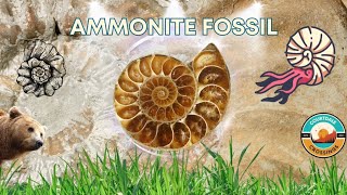 The Mystical and Magical Properties of Ammonite Fossils [upl. by Venus]