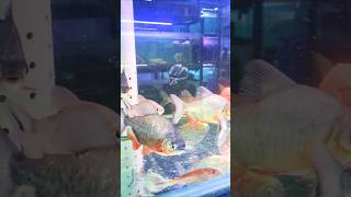 Pacu Fish Piranha trending shorts monsterfish viralvideo [upl. by Ayotac]