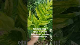 에피프레넘 피나텀 옐로우 바리에가타Epipremnum pinnatum yellow variegated [upl. by Ruthy]