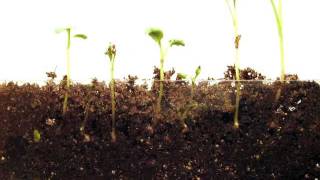 Time Lapse of Radish seeds  Grown in Soil [upl. by Najtsirk]