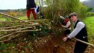 Pleaching Hedgerow with Billhooks Edwardian Farm [upl. by Reginald]