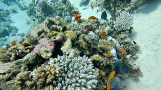 2024 10 04 7e duik Dahab Ricks Reef HD [upl. by Ume617]