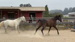 Comparing 2 Tennessee Walking Horses  Gaited Horse Training [upl. by Aniratak]