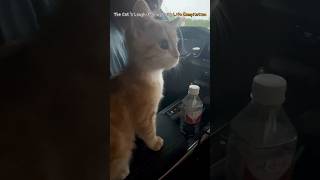 The Cats LaughMaking Daily Life Compilation [upl. by Arraeic]