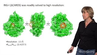 Anna Marie Pyle Yale UHHMI Part 3 RNA Helicases and RNAtriggered Signaling Proteins [upl. by Jepum]