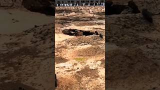 Makam Ambles di Janatul Baqi [upl. by Ennylhsa]