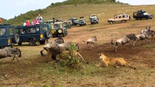 Lion ambush at wildebeest crossing [upl. by Reine]