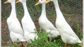 Funny Crested Ducks [upl. by Rhona]