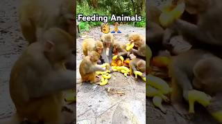 Great Feeding Monkey shorts short shortvideo trending funny viralvideo animals monkey fun [upl. by Tracay]