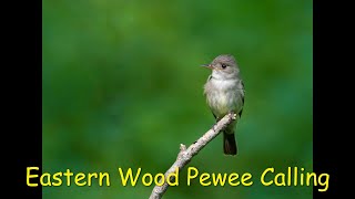 Eastern Wood Pewee Calling [upl. by Anitsyrc945]