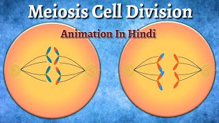 Meiosis Cell Division Animation In Hindi [upl. by Adnauqaj312]