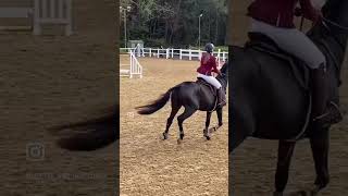 Working that canter horse horseenthusiast equestrian horsefan eventers horseriding [upl. by Ezequiel821]