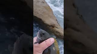 Opaleye Fishing from the Cliffs werftv SoCal surffishing [upl. by Clifford]