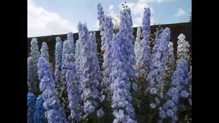 Delphiniums full identification video [upl. by Nnylirak]