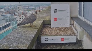 Nottingham peregrines Back home 16072024 [upl. by Remus]