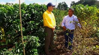 Tips del Profesor Yarumo Productividad del cultivo del café [upl. by Eusebio833]