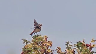 Late Whinchat swallowing a massive caterpillar Nabben Falsterbo 20241009 [upl. by Ellehsar]