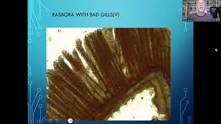 Fish disease case nr 277 Rasbora kalachroma with parasitic worm infection and a bacterial infection [upl. by Zimmer]