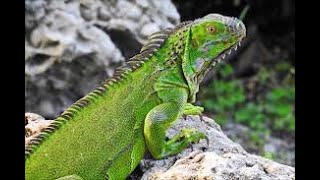 Iguana 🦎 [upl. by Agneta436]