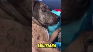 Catahoula Leopard Dog History Fact 2 Watch the full video dog shortvideo viral [upl. by Grimona]