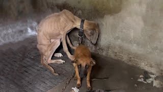 Frail Puppy Tried His Best To Protect His Mama Who Breathed Her Last After She Knew He Was Safe [upl. by Avika830]