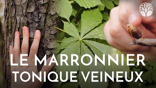 Ecorce et bourgeons de marronniers circulation sanguine [upl. by Tower684]