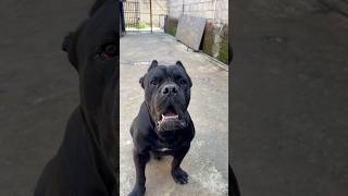 Cane CORSO Barking Trainingdog canecorso canecorsolove [upl. by Ahsirtak278]