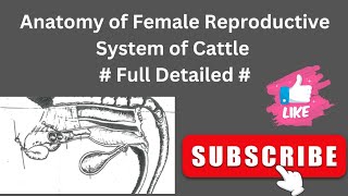 Anatomy of the Female Reproductive System of Cattle 🐄 Splanchnology of Veterinary [upl. by Brockie66]