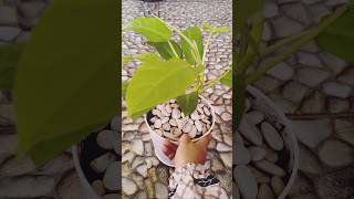 Repoting philodendron lemon gardening greengarden philodendron [upl. by Pierette]