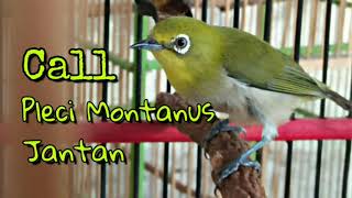 Suara Call Pleci Montanus Jantan  Pancingan Pleci Montanus Bahan [upl. by Aelegna]