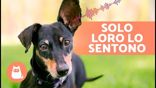 6 SUONI che SENTONO SOLO I CANI 🐶🔊 [upl. by Nhguaved]