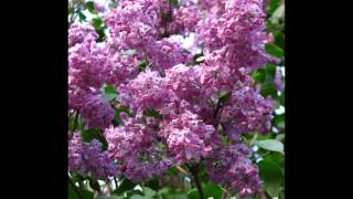 LILAS Syringa vulgaris [upl. by Repinuj]