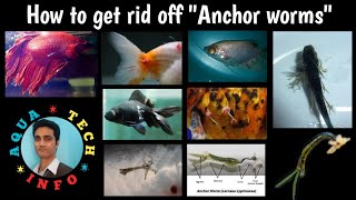 2 How to get rid off quotAnchor wormsquot from an infected fish [upl. by Elberfeld104]