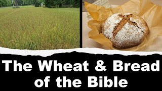 Wheat and Bread in the Bible [upl. by Rehsa]