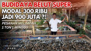 SUKSES BUDIDAYA BELUT KANG WARDI DARI MODAL 300 RIBU SEKARANG 1 TON 1 MINGGU  CERITA USAHA OASIS [upl. by Tonnie914]