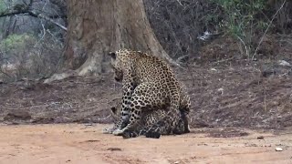 The Leopard Mating Pair  Yala National Park August 2021 [upl. by Balkin]