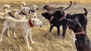 SÜRÜ KÖPEKLERİ BİR BİRİNE GİRDİ  HAYMANA KARALARI VE AKBAŞLARI KARŞI KARŞIYA  Haymanalı Çobanlar [upl. by Gloriane326]