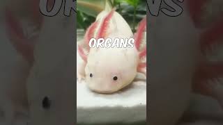 Did you know this about the Axolotl [upl. by Esylle]