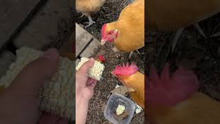 Buff Orpington Chickens eating corn [upl. by Tybalt243]